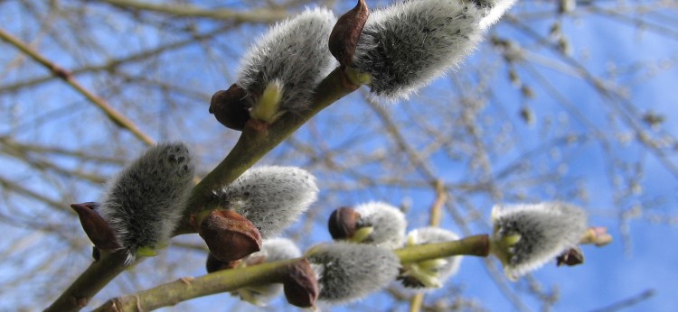 Sabiedriskā transporta kustības izmaiņas Lieldienu svētkos