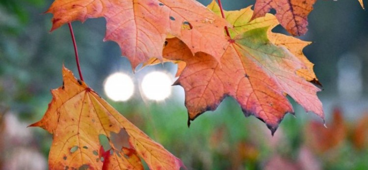 Skolēnu rudens brīvdienas 2026